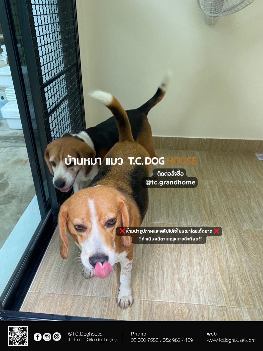 บ้านหมา บ้านแมว แบบ 5 โมเดิร์นสไตล์ ขนาด 150x170x200cm. - Image 11