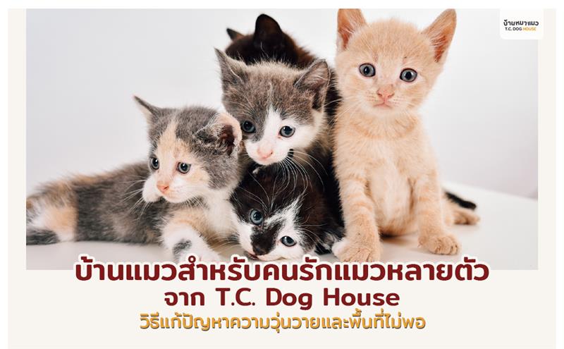 บ้านแมวช่วยลดความวุ่นวายจากการเลี้ยงแมวหลายตัวได้อย่างไร