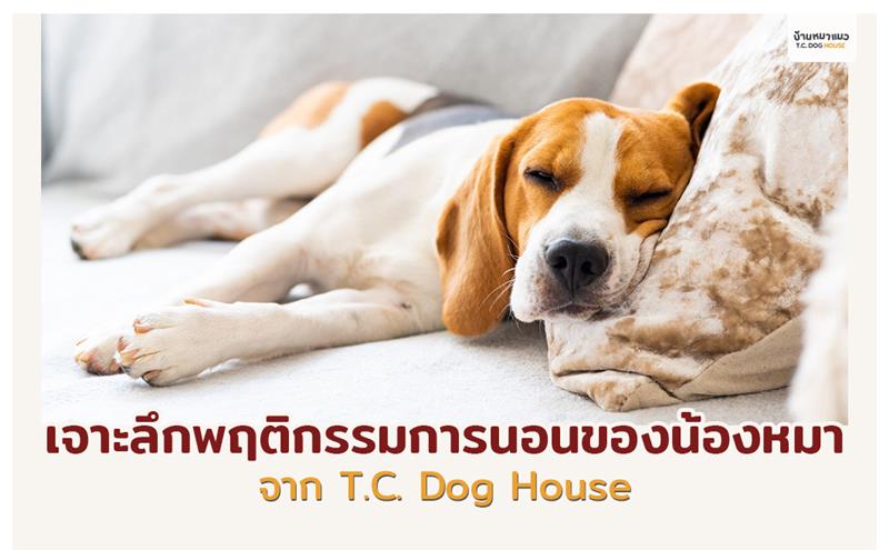 ความสำคัญของการนอนหลับ ฉบับเพื่อนรัก 4 ขา