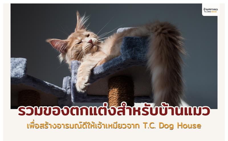 ปกป้องแมวจากสภาพแวดล้อมที่แปรปรวนด้วยการตกแต่งบ้านแมวบรรยากาศดี