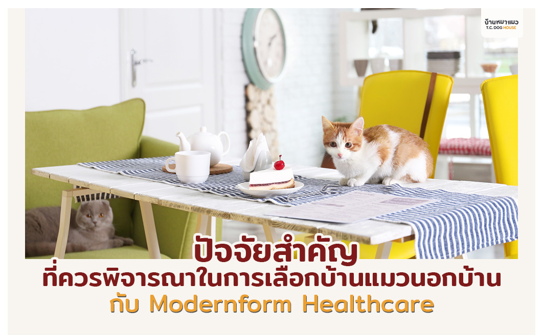 สิ่งสำคัญที่ควรพิจารณา เพื่อการเลือกบ้านแมวนอกบ้านที่ตอบโจทย์