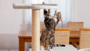 การตกแต่งบ้านแมว เพื่อการเลี้ยงระบบปิดอย่างเหมาะสม